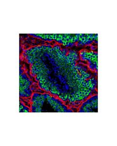Cell Signaling Miwi (G82) Antibody