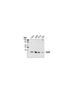 Cell Signaling Chip (C3b6) Rabbit mAb