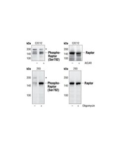 Cell Signaling Phospho-Raptor (Ser792) Antibody
