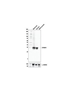 Cell Signaling Syngr1 Antibody