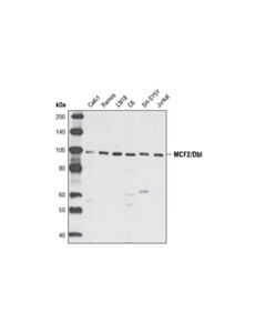 Cell Signaling Mcf2/Dbl Antibody