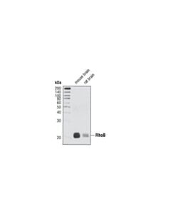 Cell Signaling Rhob Antibody