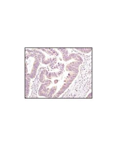 Cell Signaling Eif2alpha (L57a5) Mouse mAb
