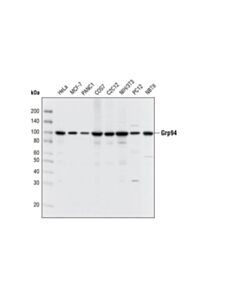 Cell Signaling Grp94 Antibody