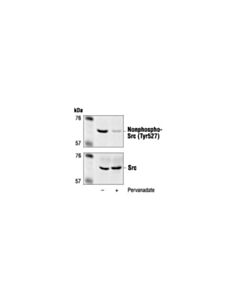Cell Signaling Non-Phospho-Src (Tyr527) Antibody