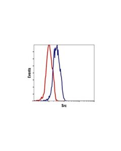 Cell Signaling Src Antibody