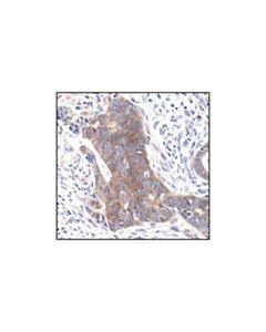 Cell Signaling Src (36d10) Rabbit mAb