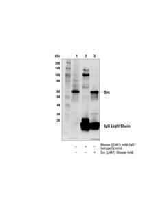 Cell Signaling Src (L4a1) Mouse mAb
