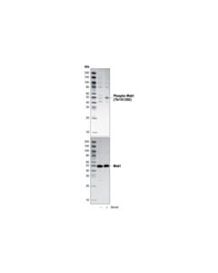 Cell Signaling Phospho-Mnk1 (Thr197/202) Antibody