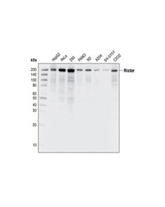 Cell Signaling Rictor (53a2) Rabbit mAb