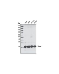 Cell Signaling Rhoa (67b9) Rabbit mAb