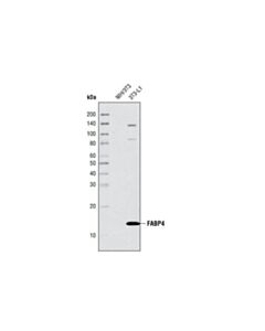 Cell Signaling Fabp4 Antibody