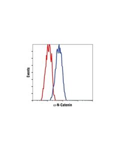 Cell Signaling Alpha-N-Catenin Antibody