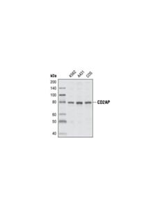 Cell Signaling Cd2ap Antibody