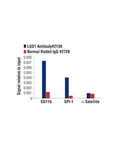 Cell Signaling Lsd1 Antibody
