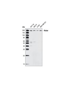 Cell Signaling Rictor Antibody
