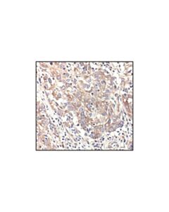 Cell Signaling Alpha-Tubulin Antibody