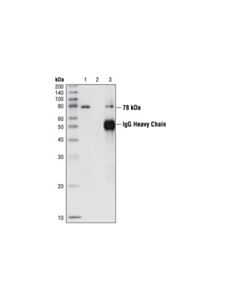Cell Signaling Nsf Antibody