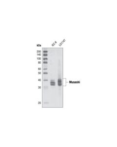 Cell Signaling Musashi Antibody