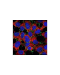 Cell Signaling Alpha-N-Catenin (C12g4) Rabbit mAb