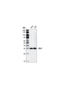 Cell Signaling Eb-1 (1a11/4) Mouse mAb