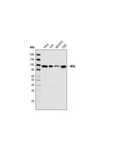 Cell Signaling Alix (3a9) Mouse mAb