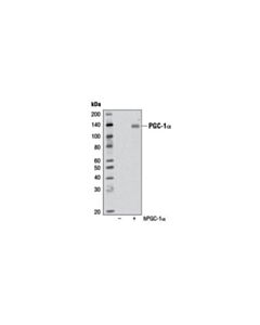 Cell Signaling Pgc-1alpha (3g6) Rabbit mAb