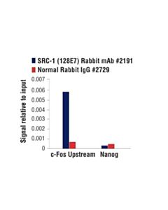 Cell Signaling Src-1 (128e7) Rabbit mAb