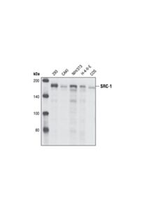 Cell Signaling SRC-1 (128E7) Rabbit mAb 20 uL