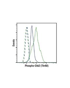 Cell Signaling Phospho-Chk2 (Thr68) (C13c1) Rabbit mAb