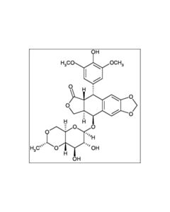 Cell Signaling Etoposide