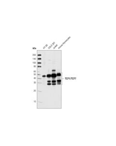 Cell Signaling TCF1/TCF7 (C46C7) Rabbit mAb 20 uL