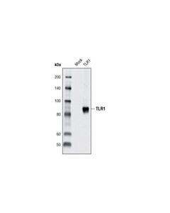 Cell Signaling Toll-Like Receptor 1 Antibody