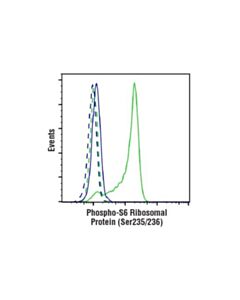 Cell Signaling Phospho-S6 Ribosomal Protein (Ser235/236) Antibody