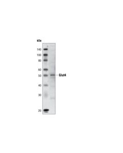 Cell Signaling Glut4 (1f8) Mouse mAb