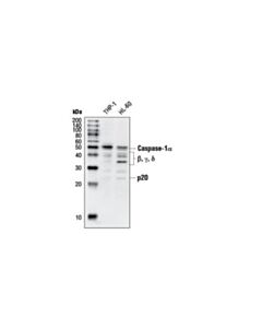 Cell Signaling Caspase-1 Antibody