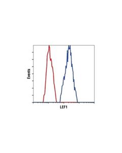Cell Signaling Lef1 (C12a5) Rabbit mAb
