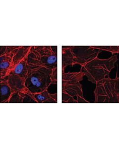 Cell Signaling Myc-Tag (9b11) Mouse mAb (Alexa Fluor 647 Conjugate)
