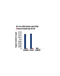 Cell Signaling C-Fos (9f6) Rabbit mAb
