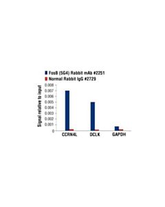 Cell Signaling Fosb (5g4) Rabbit mAb
