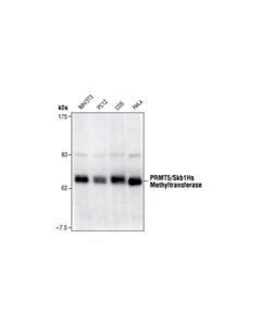 Cell Signaling Prmt5/Skb1hs Methyltransferase Antibody