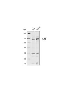 Cell Signaling Toll-Like Receptor 9 Antibody