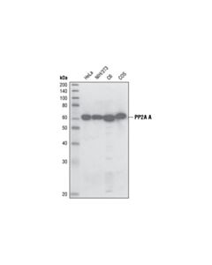 Cell Signaling Pp2a A Subunit (6g3) Rat mAb