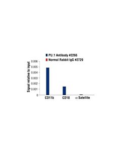 Cell Signaling Pu.1 Antibody