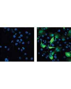 Cell Signaling Myc-Tag (9b11) Mouse mAb (Alexa Fluor 488 Conjugate)
