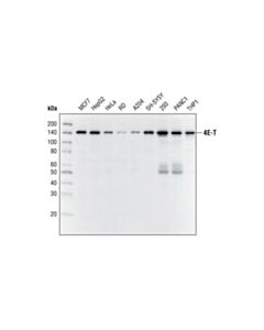 Cell Signaling 4e-T Antibody