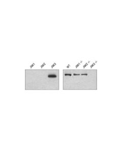 Cell Signaling Jnk3 (55a8) Rabbit mAb