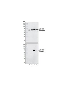 Cell Signaling P38gamma Mapk Antibody