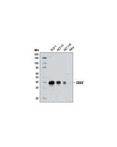 Cell Signaling Cdx2 (D11d10) Rabbit mAb (BSA And Azide Free)