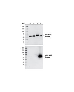 Cell Signaling P38delta Mapk (10a8) Rabbit mAb